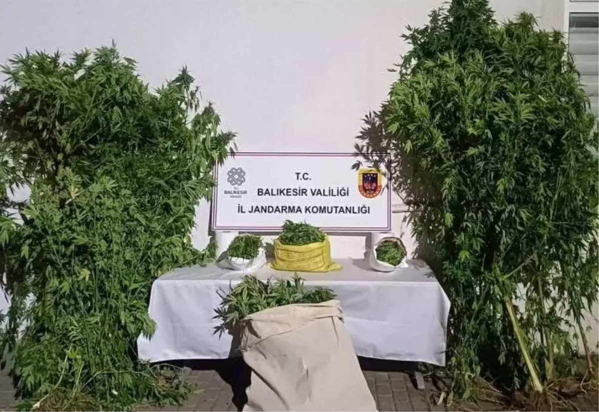 Gönen’de Kenevir Eken İki Şüpheli Yakalandı