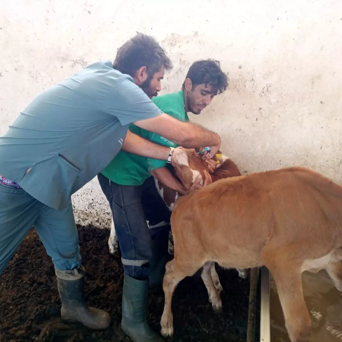 Didim’de Aşılama Çalışmaları Devam Ediyor